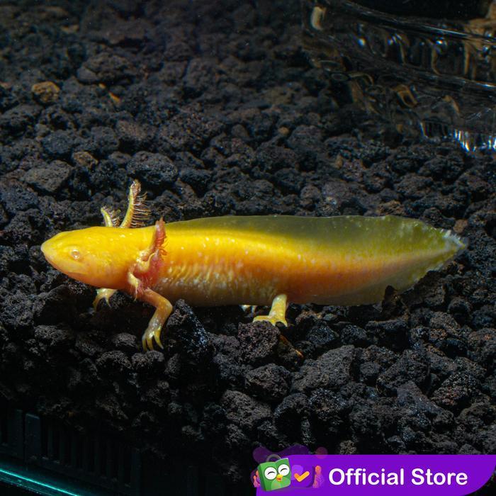 Axolotl Golden Yellow Dogfish Salamander Walking Fish New