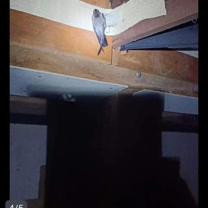 Besek anti jamur panjang 5m untuk Walet