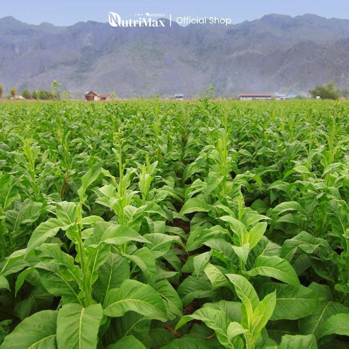 Asobiba- Organic Plant Booster Tembakao 500 Ml - Pupuk Organik Cair Dan Zpt Khusus Tembakao - Memper