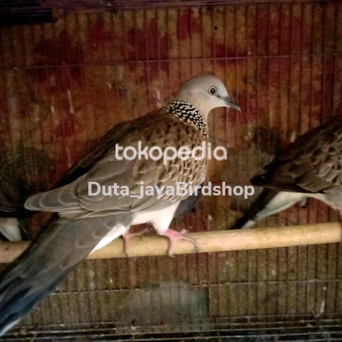 tekukur atau dekukur pilihan