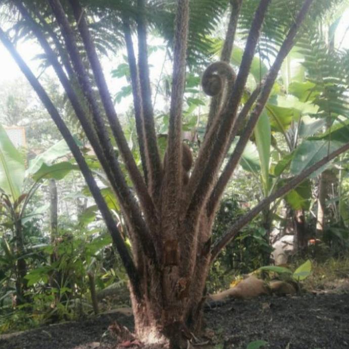 Pohon Pakis Besar Media Tanam Anggrek 1 Meter