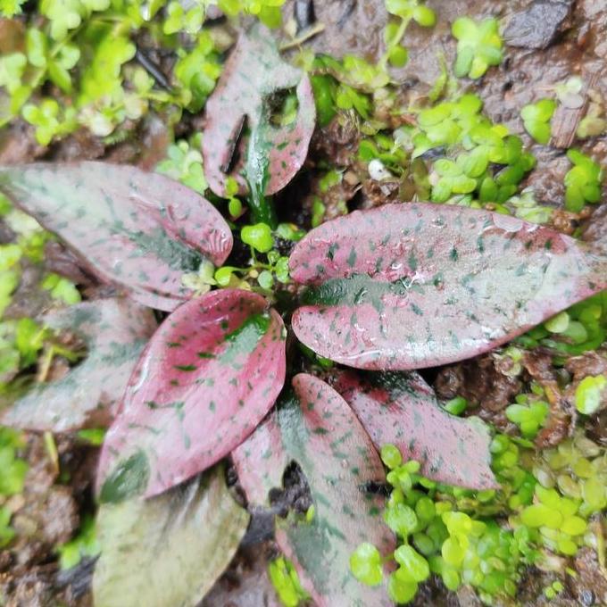CRYPTOCORYNE SILVERQUEEN PINK