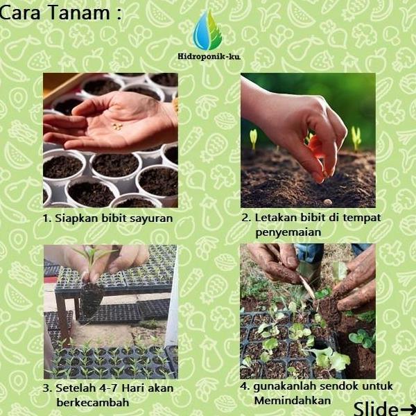 Bibit / Benih Melon Madesta (5 Butir) Cap Panah Merah - Hidroponik ku