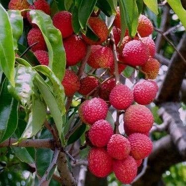 Tanaman Buah Leci Merah Cangkok Bibit Pohon