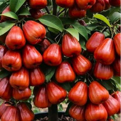 BIBIT TANAMAN POHON JAMBU AIR DALHARI MERAH SUPER BERBUAH/BERBUNGA