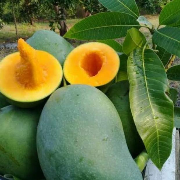 BIBIT UNGGUL POHON MANGGA MAHATIR OKULASI