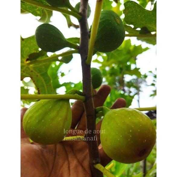 Bibit buah tin Jenis LDA