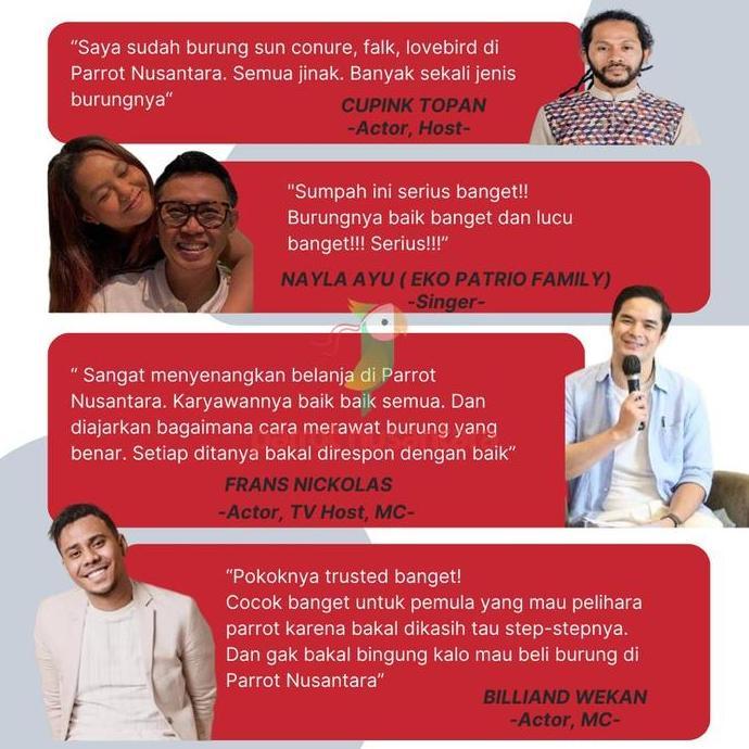 PAKET HEMAT BABY LOLOHAN PARKIT AUSTRALIA FALK COCKATIEL ANAKAN