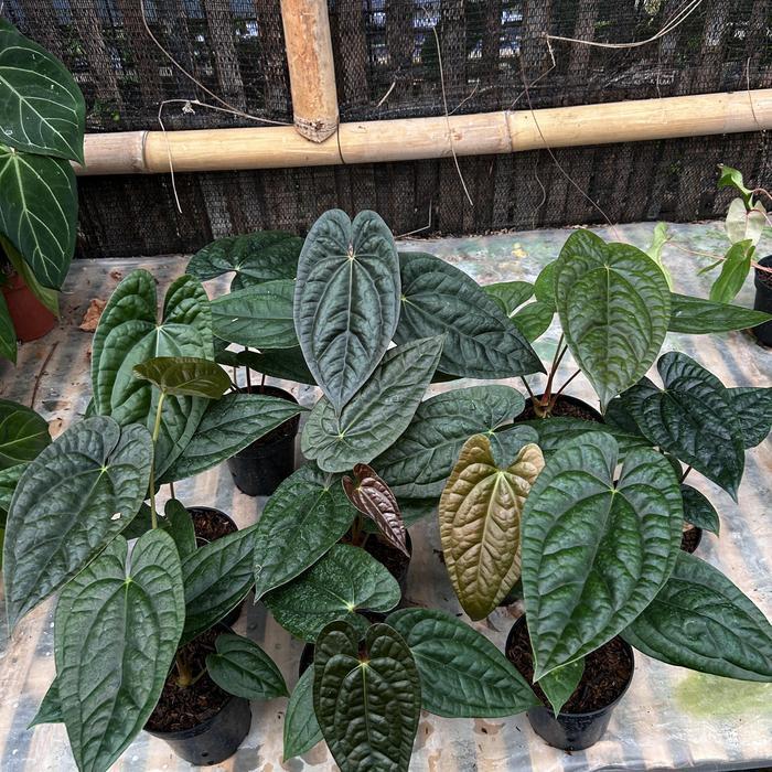 anthurium dark phoenix x luxurians