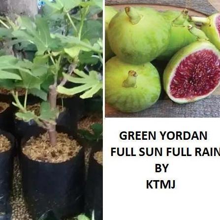 POHON Bibit Tanaman Buah Tin Green Yordan Full Sun Pohon Tin Bibit Tin TAMBULAPOT