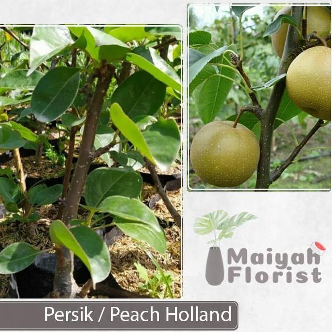Bibit Pohon Tanaman Buah Pear Asia - Pir - Apel Pir - Pir Nashi produk laris