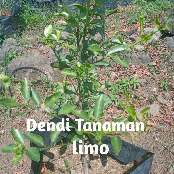 Bibit Pohon Jeruk Limau / Tanaman Buah Jeruk Limau MANIS DDDD TAMBULAPOT
