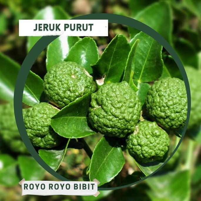 POHON Bibit Jeruk Purut bumbu masak tanaman buah hidup siap tanam DDDD TAMBULAPOT