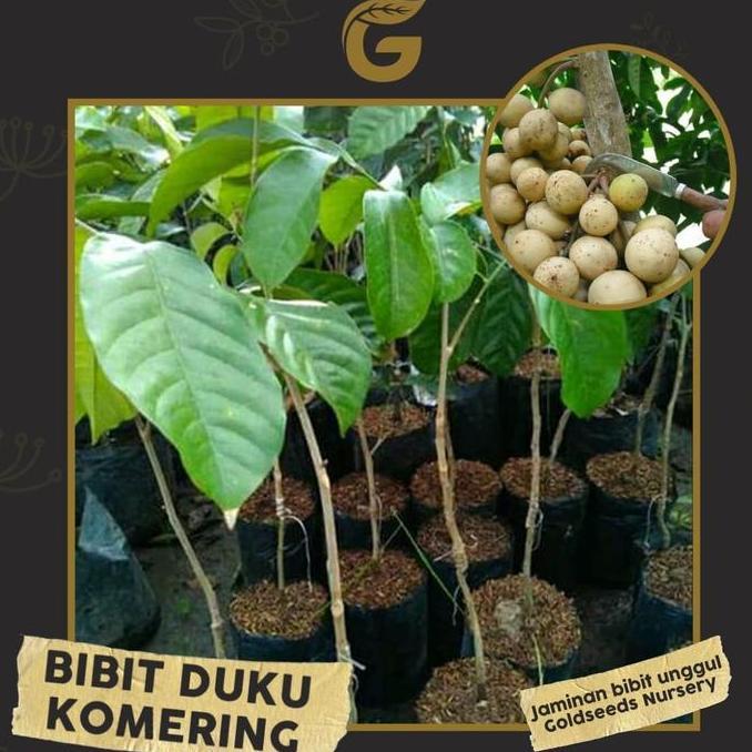 Bibit Tanaman Buah - Duku Komering Okulasi 30-35cm produk laris