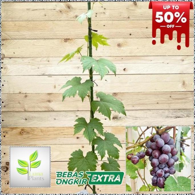 N1G Bibit Buah Anggur T - Bibit Anggur Jupiter Q3I produk laris