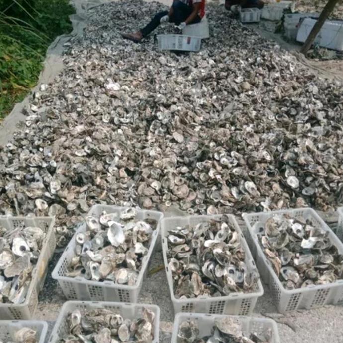 Sakana- Oyster Shell Kulit Kerang Cangkang Tiram Media Filter Kolam Ikan Koi