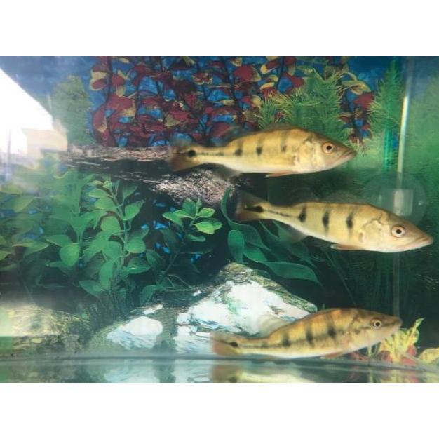 Pbass monoculus Pbass Mono