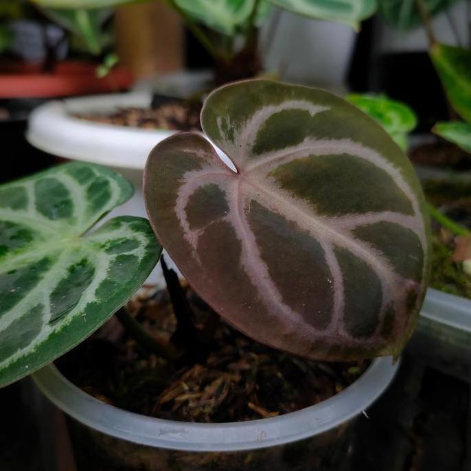 Anthurium Dorayaki x Red Crystallinum || REALPICT