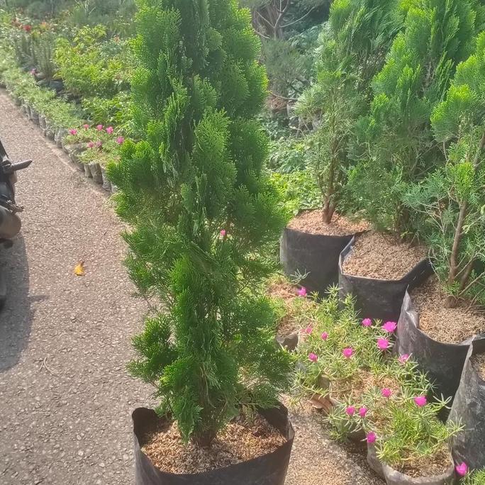 Tanaman hias cemara kipas 1meter/pohon cemara kipas