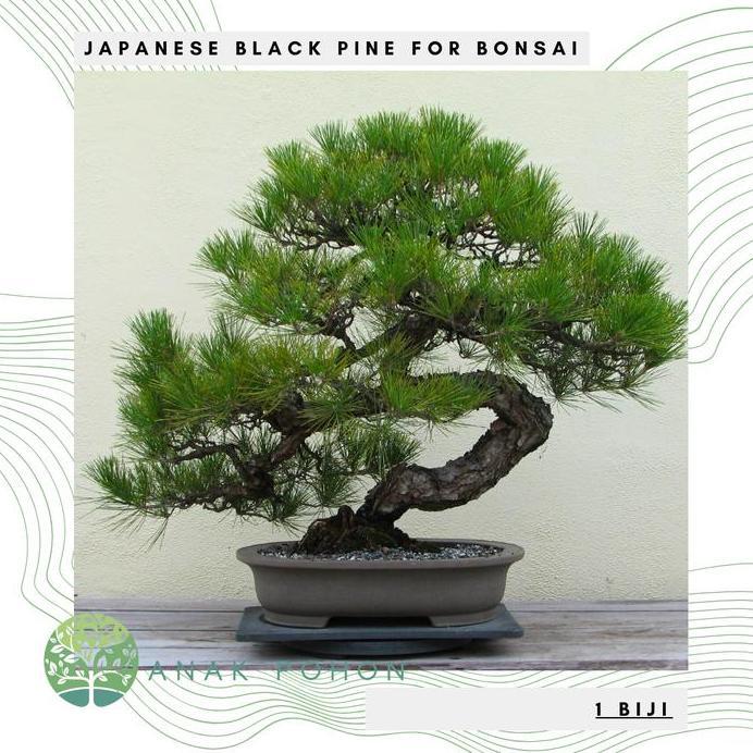 Ready Benih Bibit Biji - Japanese Black Pine / Pinus Hitam Jepang (Pinus thunbergii) Exotic Tree for