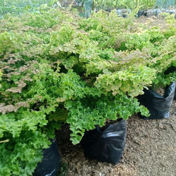 tanaman pohon  hias suplir, hiasan taman