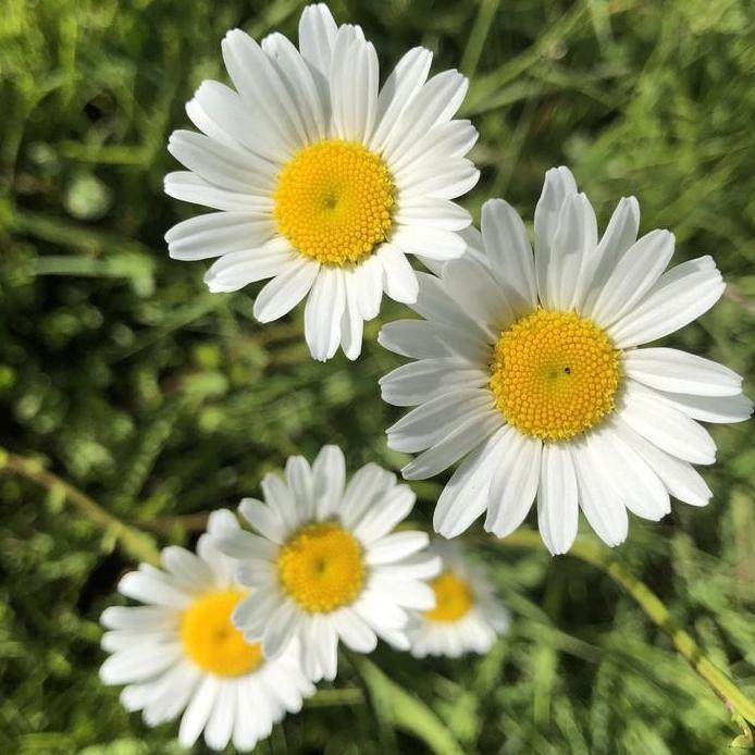 Ready Benih Bibit Biji - Chrysanthemum Ox Eye Daisy Flower Seeds - IMPORT