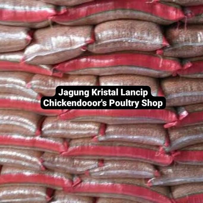 SUPER DEAL - JAGUNG LANCIP BURUNG DARA MERPATI KOLONG TOMPRANG POS KRISTAL 25 KG