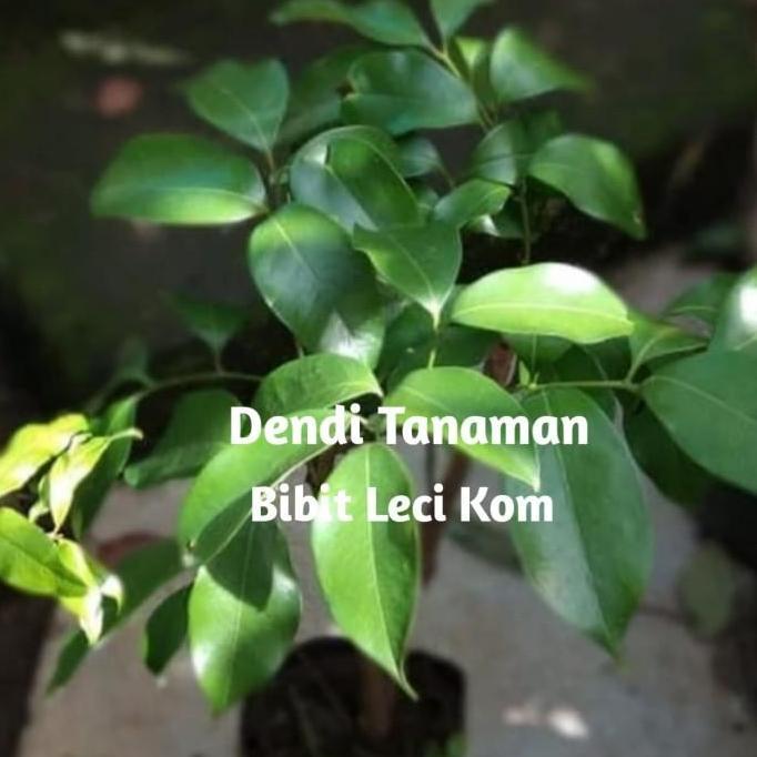 Bibit Pohon Leci Kom Merah Super / Pohon Leci Cangkok Unggul BISA BERBUAH DI POT