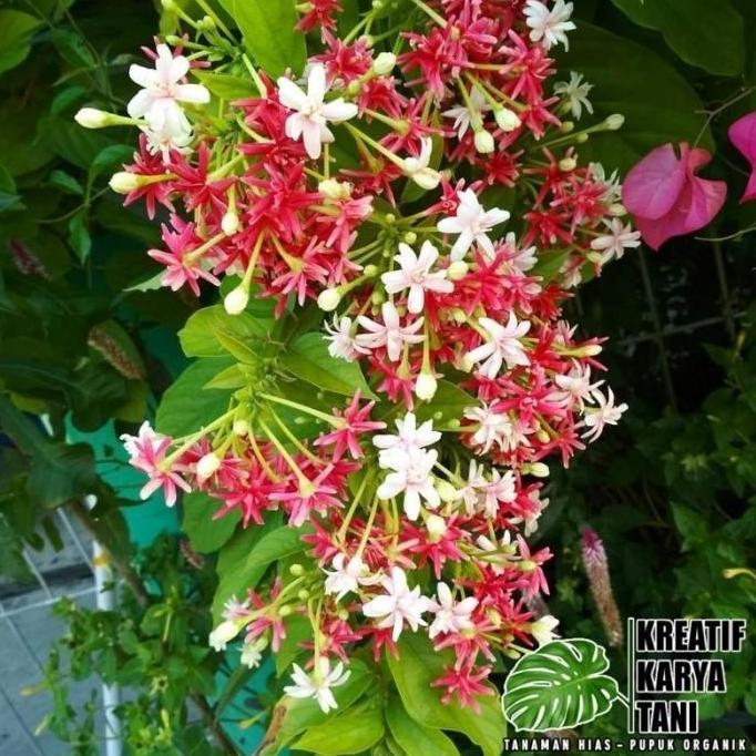 Tanaman hias bunga melati belanda - Melati belanda wangi