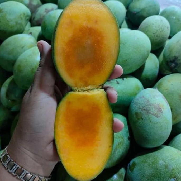 Bibit Mangga Manalagi Super