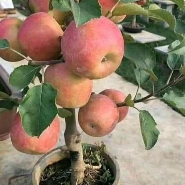 Paket isi 2 pohon bibit apel fuji