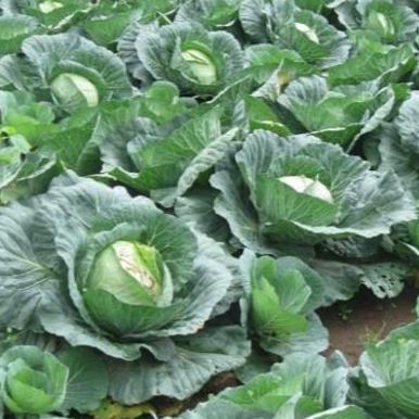 Benih Kubis hibrida Talenta F1 15 gram Panah Merah