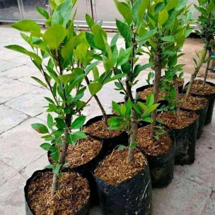 bibit apel merah fuji cangkok