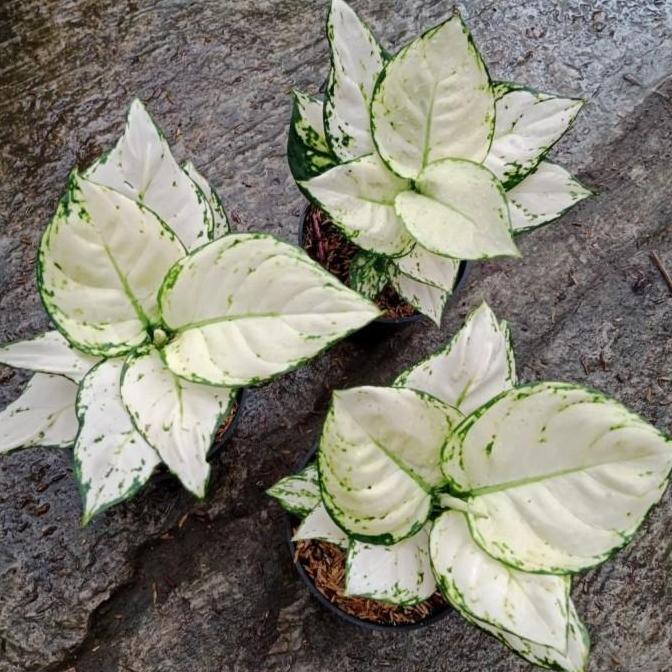 Tanaman hias aglonema super white - Aglonema super white