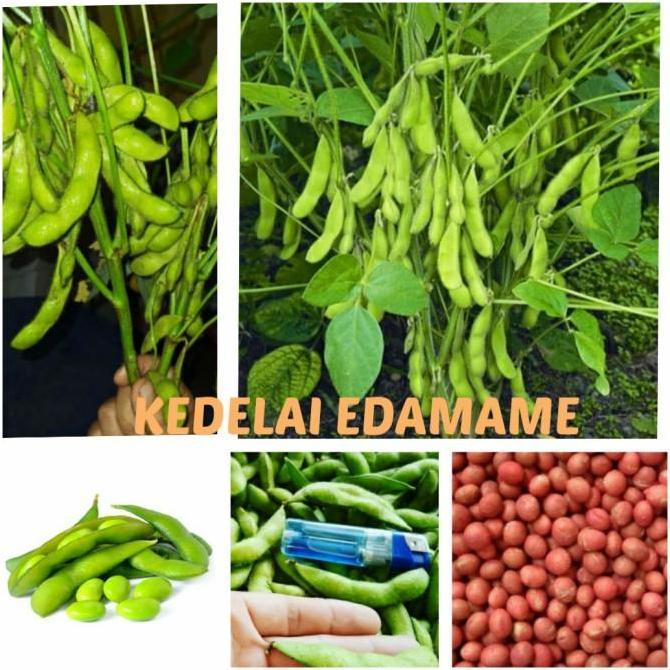 benih KEDELAI EDAMAME JEPANG RYOKO 75 bibit unggul berkualitas