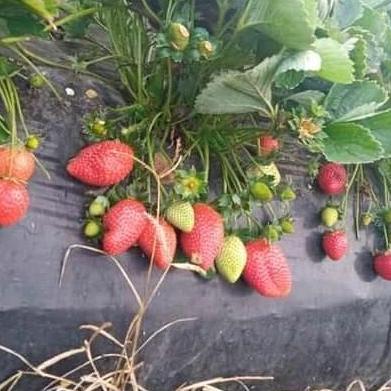 Bibit Strawberry Juba ( Original Jumbo x Bali )