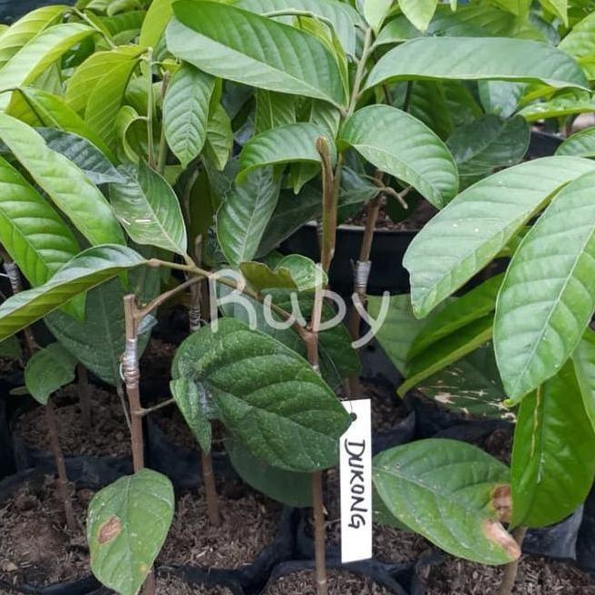 Bibit duku tanpa biji dukong ( duku malaysia )