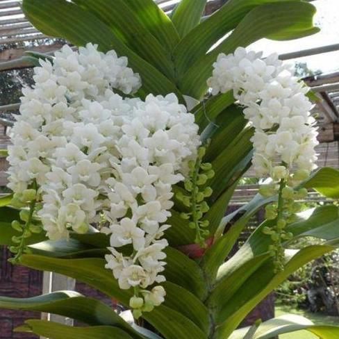 Rhynchostylis Gigantea White DEWASA