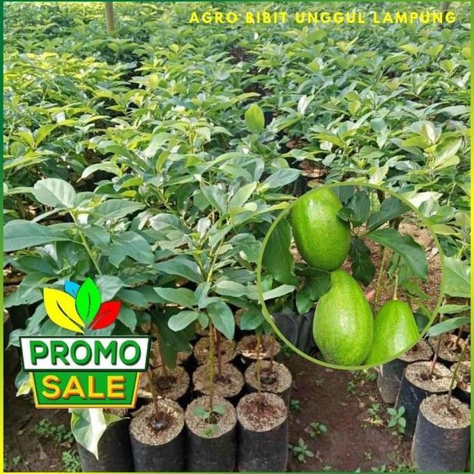 Bibit Alpukat Siger 1 Sibatu Lampung Asli Tanaman Okulasi Buah Super kualitas premium