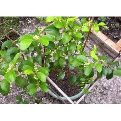 Bibit Tanaman Buah Apel Putsa India Segar kualitas premium