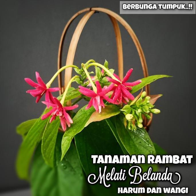 tanaman hias rambat bunga melati belanda -  Tanaman Pagar - Pohon rambat