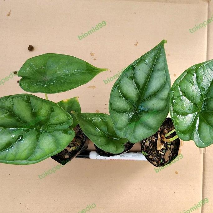 Tanaman hias Alokasia | Alocasia Dragon Scale Baginda | ukuran S