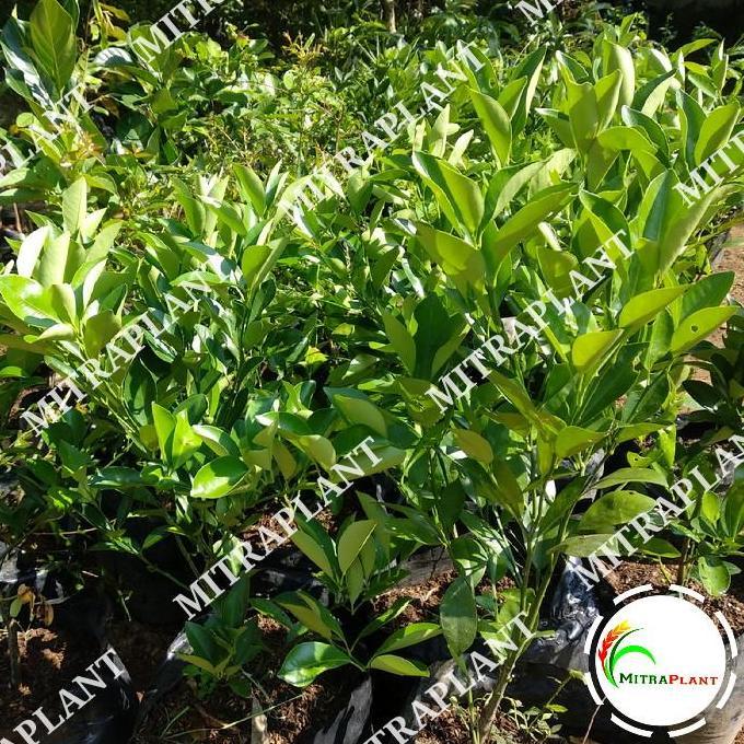 Bibit Pohon Jeruk Santang Madu - Tanaman Buah Jeruk Santang Madu Manis