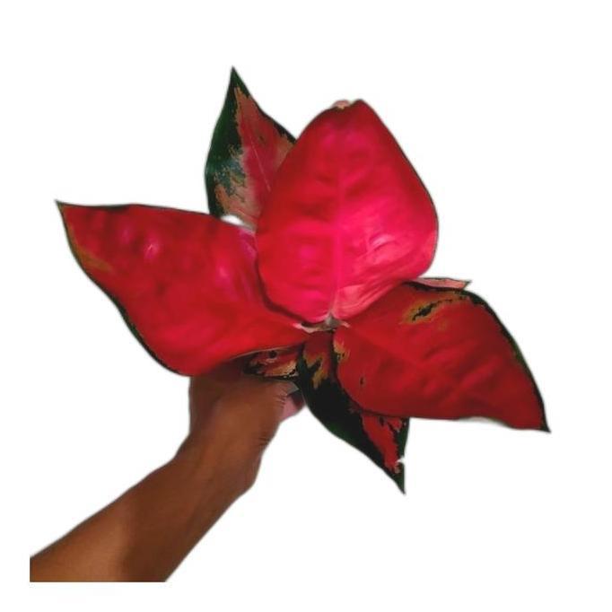 aglonema suksom jaipong SPESIAL JUMBO