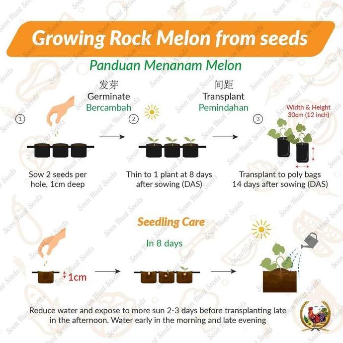 Benih Bibit Biji - Benih Melon M5 Midori F1 Hibrida Snow Leopard Melon Seeds - IMPORT MALAYSIA