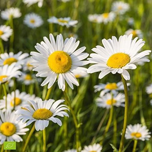 Benih Bibit Biji - Chrysanthemum Ox Eye Daisy Flower Seeds - IMPORT