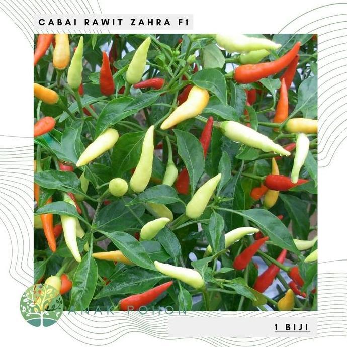 Benih Bibit Biji - Cabai Rawit Zahra F1 Cabe Rawit Tegak Lebat Rasa Sangat Pedas Hibrida Seeds - Pan