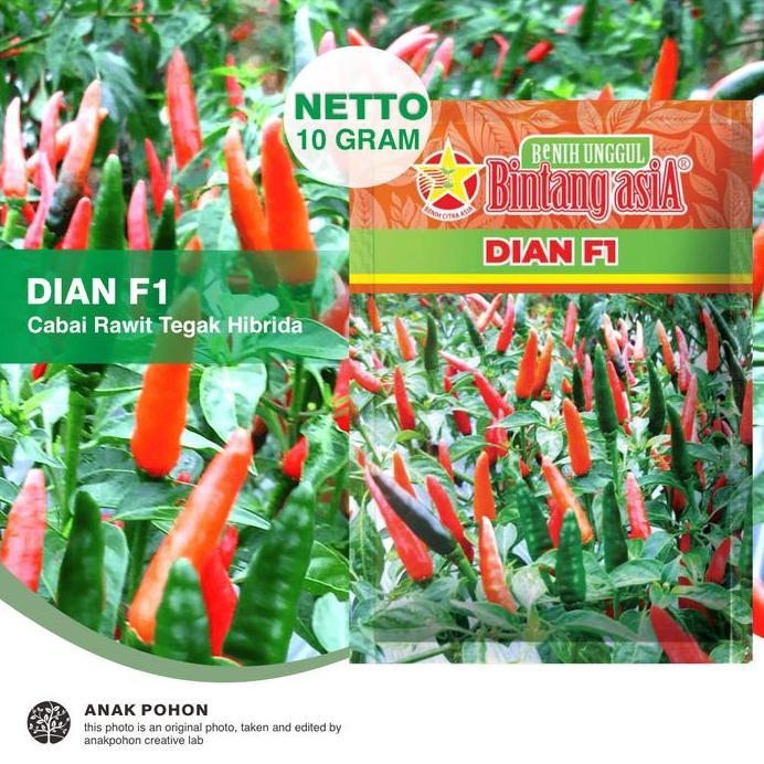 (1 PACK) Benih Cabai Rawit DIAN F1 Cabe Tipe Tegak Lebat Genjah Hibrida Seeds - Bintang Asia - 10 GR