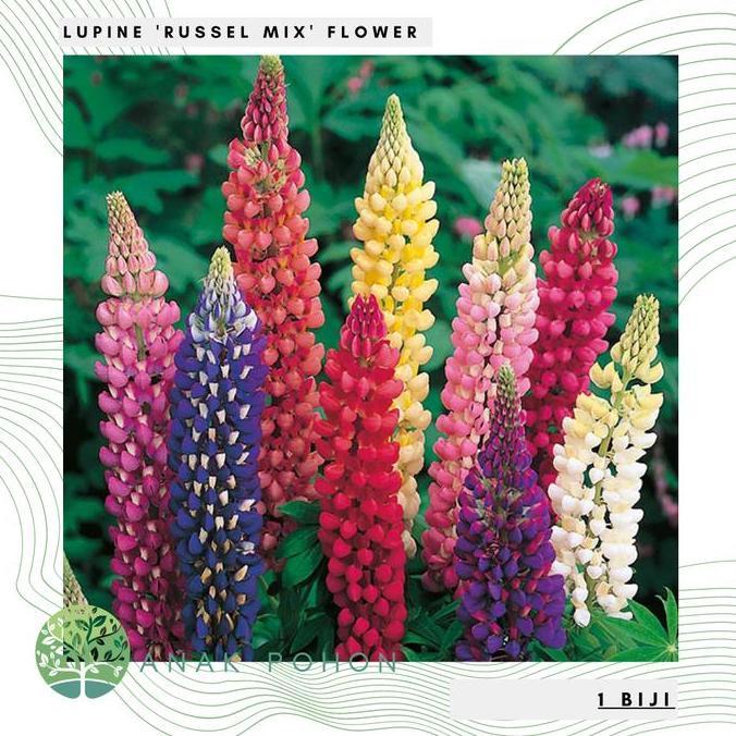 Benih / Bibit / Biji - Bunga Lupine 'Russel Mix' Flower Seeds - IMPORT