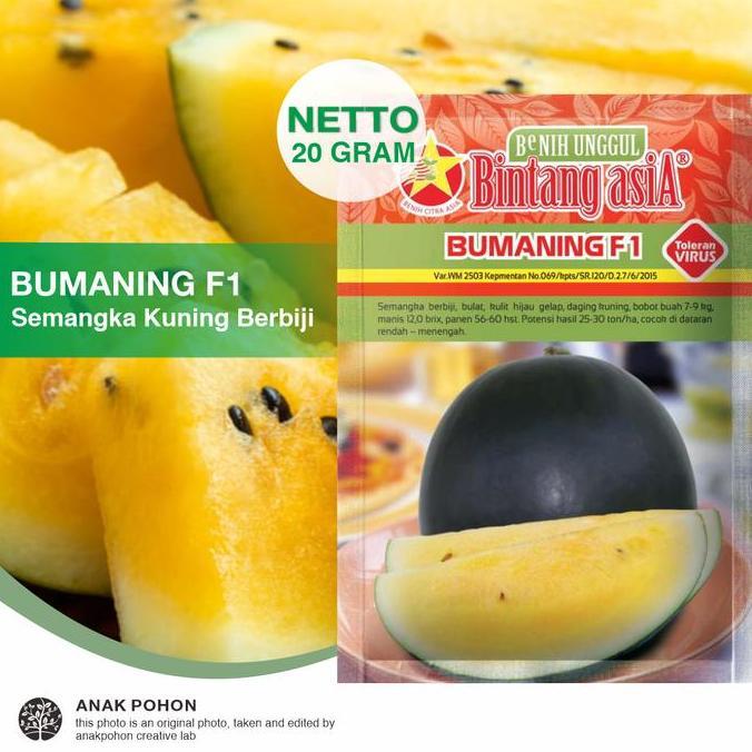 (1 PACK) Benih Semangka BUMANING F1 Semangka Kuning Bulat Berbiji F1